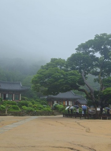 2025 숲길에서 만나는 명상 "숲길명상" - 06.2…